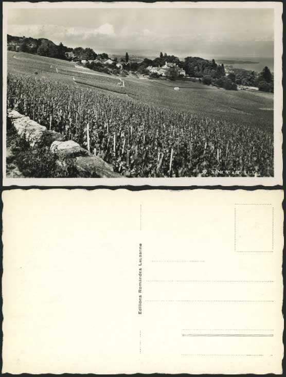 France Old Postcard VINCY - GILLY Panorama General View
