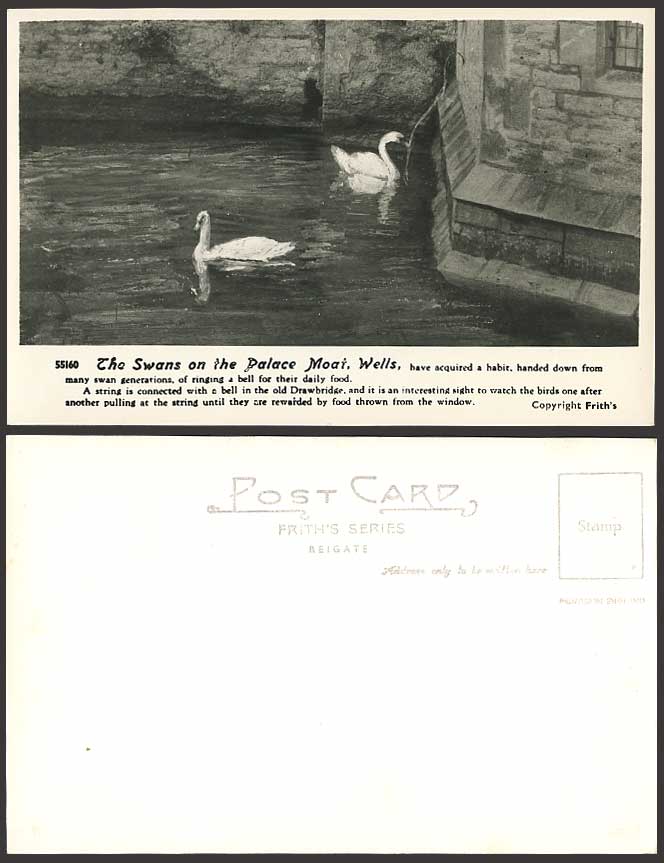 SWANS on PALACE MOAT Wells Old Art Drawn Postcard Birds Swan Bird