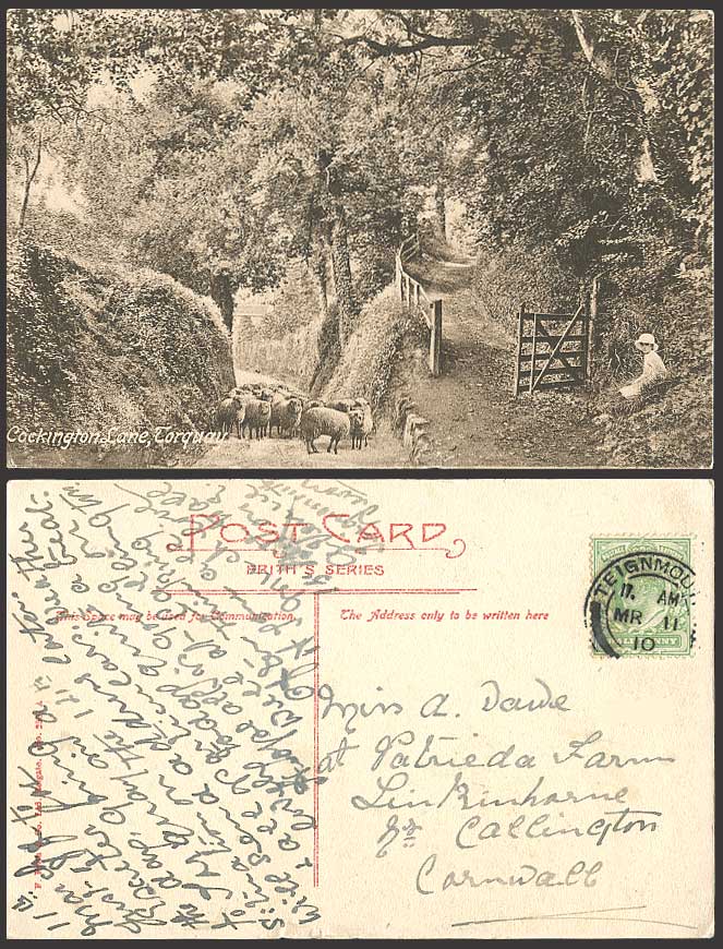 COCKINGTON LANE Torquay SHEEP Little Girl 1910 Old Postcard Devon Children