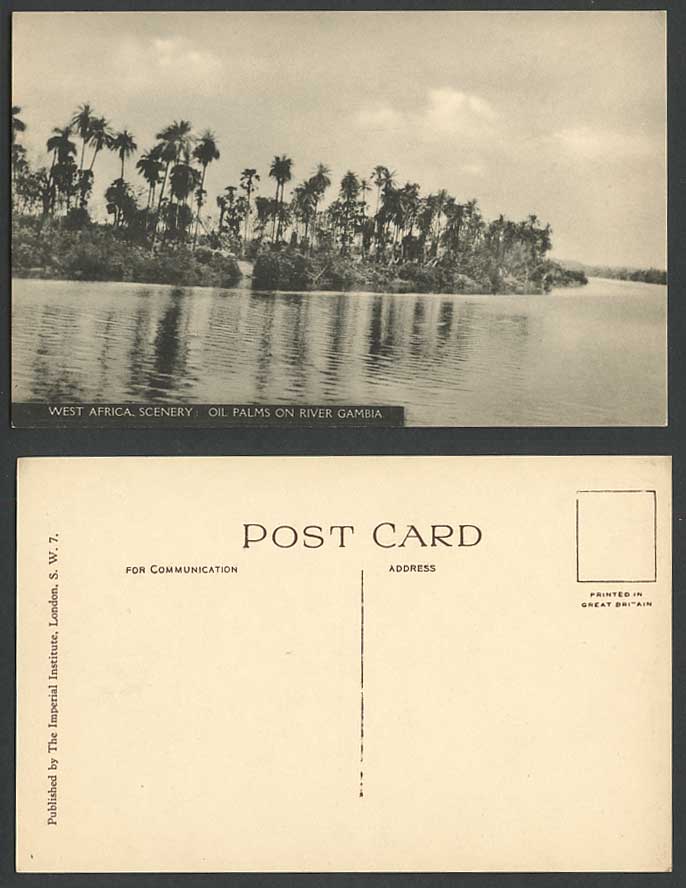 Nigeria West Africa Oil Palms on River Gambia, Palm Trees Panorama Old Postcard