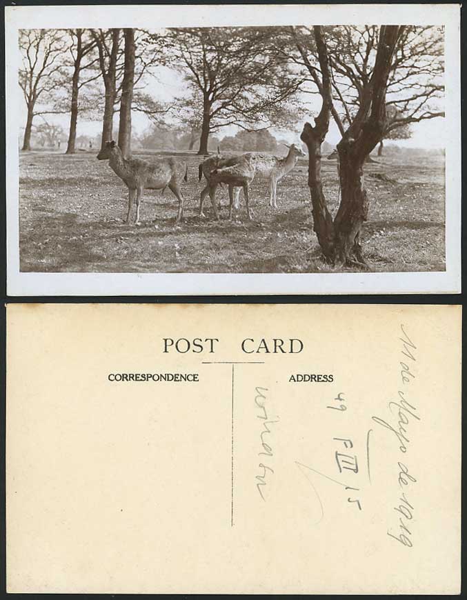 DEER in Wild Trees Animals 1919 Old Real Photo Postcard