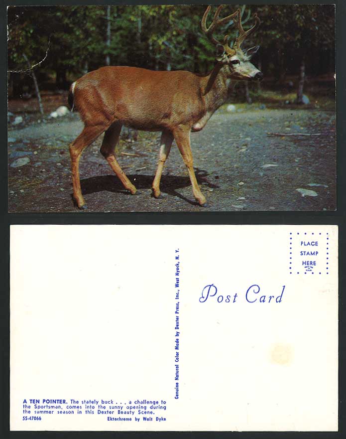 A Ten Pointer Stately Buck Dexter Beauty Scene Postcard