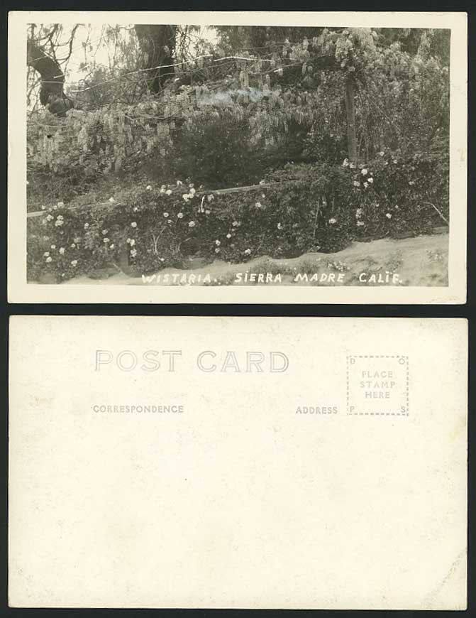 USA Old R.P. Postcard WISTARIA, Sierra Madra California