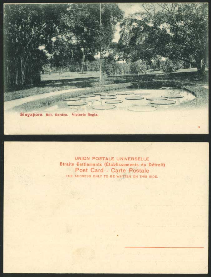 Singapore Old Postcard Victoria Regia Botanical Gardens Botanic Garden Pond Lake