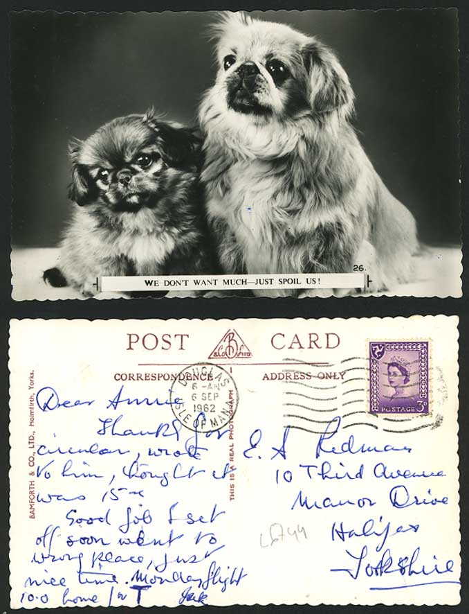 Pekingese Dogs Puppies We Don't Want Much Just Spoil Us! Puppy 1962 Old Postcard