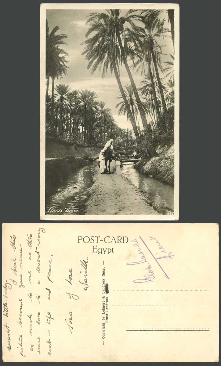 Egypt Old Real Photo Postcard Cairo Oasis Scene, Palm Trees, Bridge River, Camel