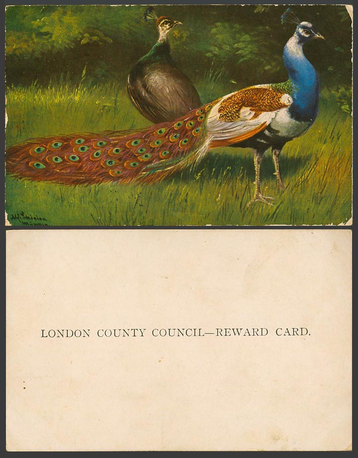 Peacock Bird Peacocks Birds Alf. Schoenian Old London County Council Reward Card
