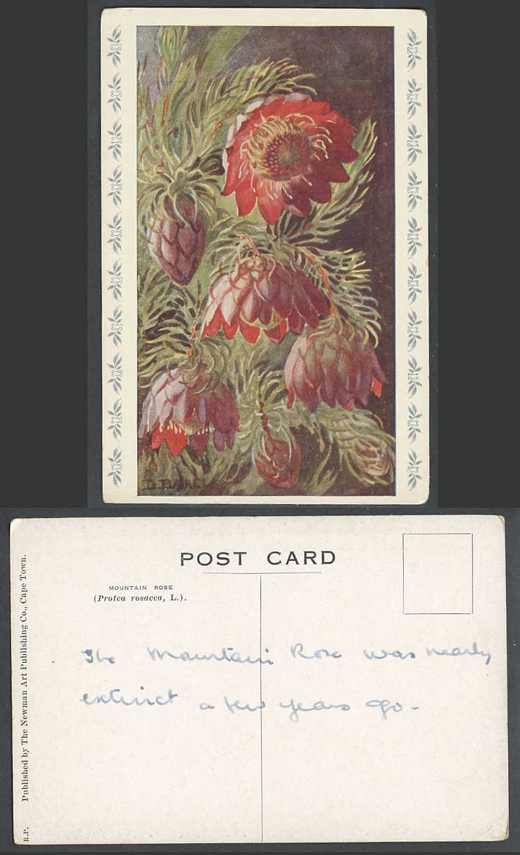 South Africa Flower Mountain Rose, Protea rosacca L. Flowers Old Colour Postcard