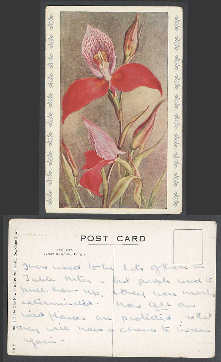 South Africa Flower, Red Disa, Disa uniflora, Berg., Flowers Old Colour Postcard