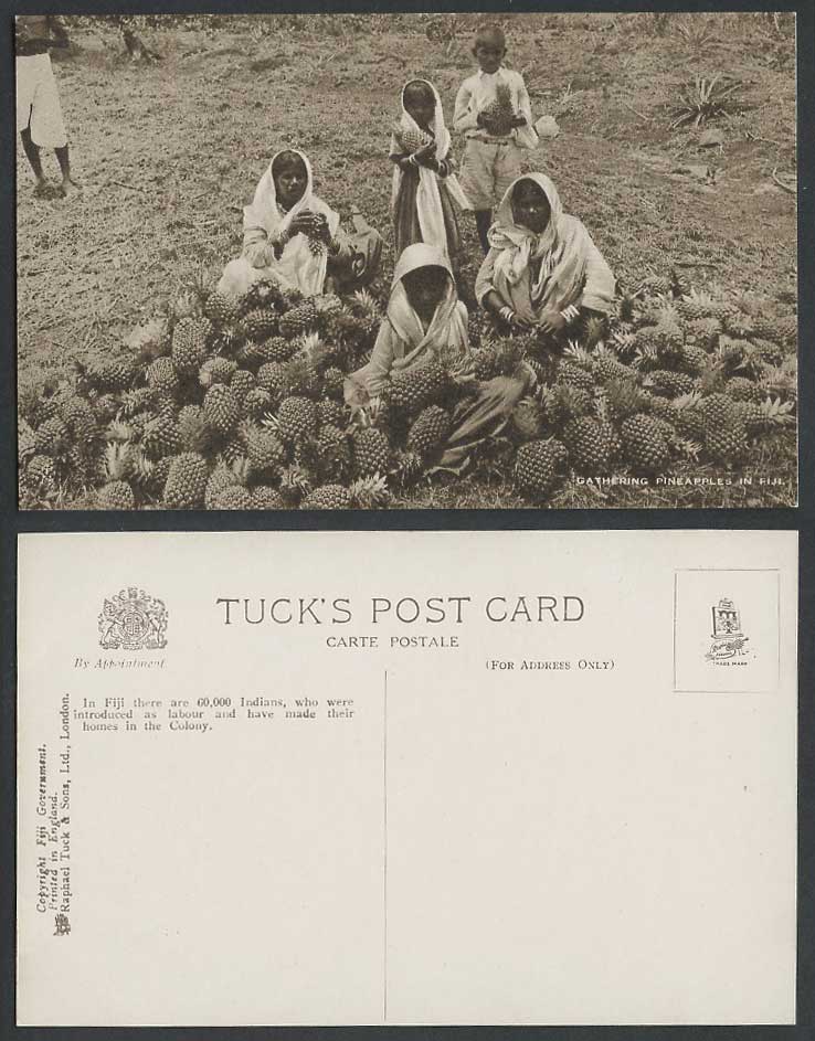 Fiji Old Tuck's Postcard Fijian India Indian Women Girl Boy Gathering Pineapples