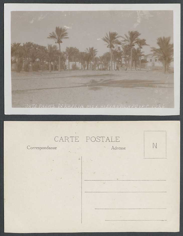 Egypt Date Palms De Khelia Mex Alexandria 1926 Old Real Photo Postcard Palm Tree