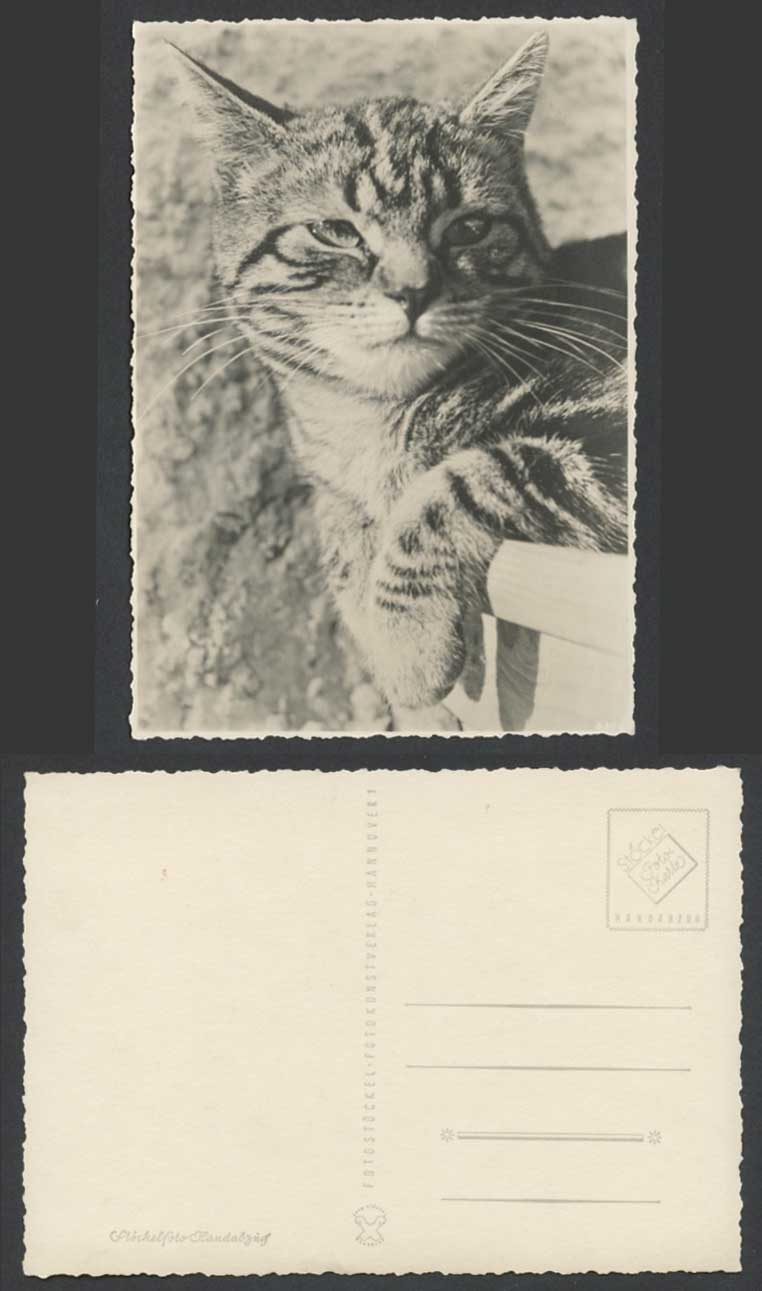 Cat Kitten Pet Animal Old Larger Real Photo German Postcard Fotostoeckel Fotokun