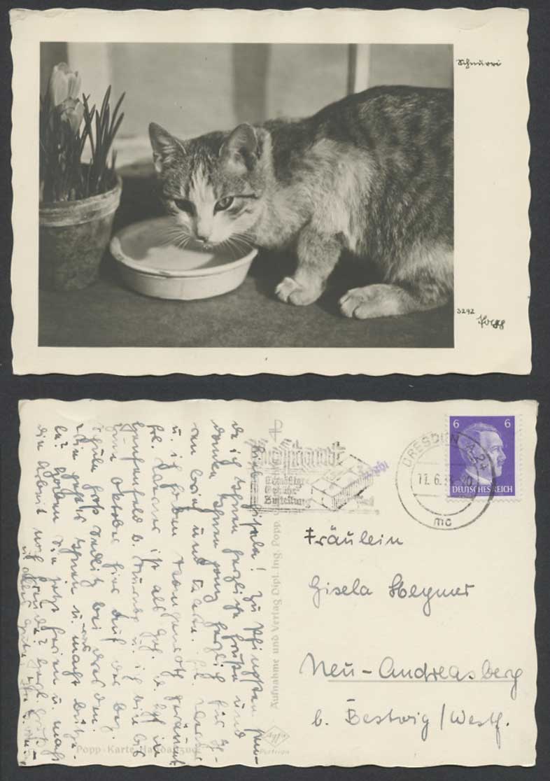Cat Kitten Drinking Milk Tulips Hittler 6pf. 1943 Old Larger Real Photo Postcard
