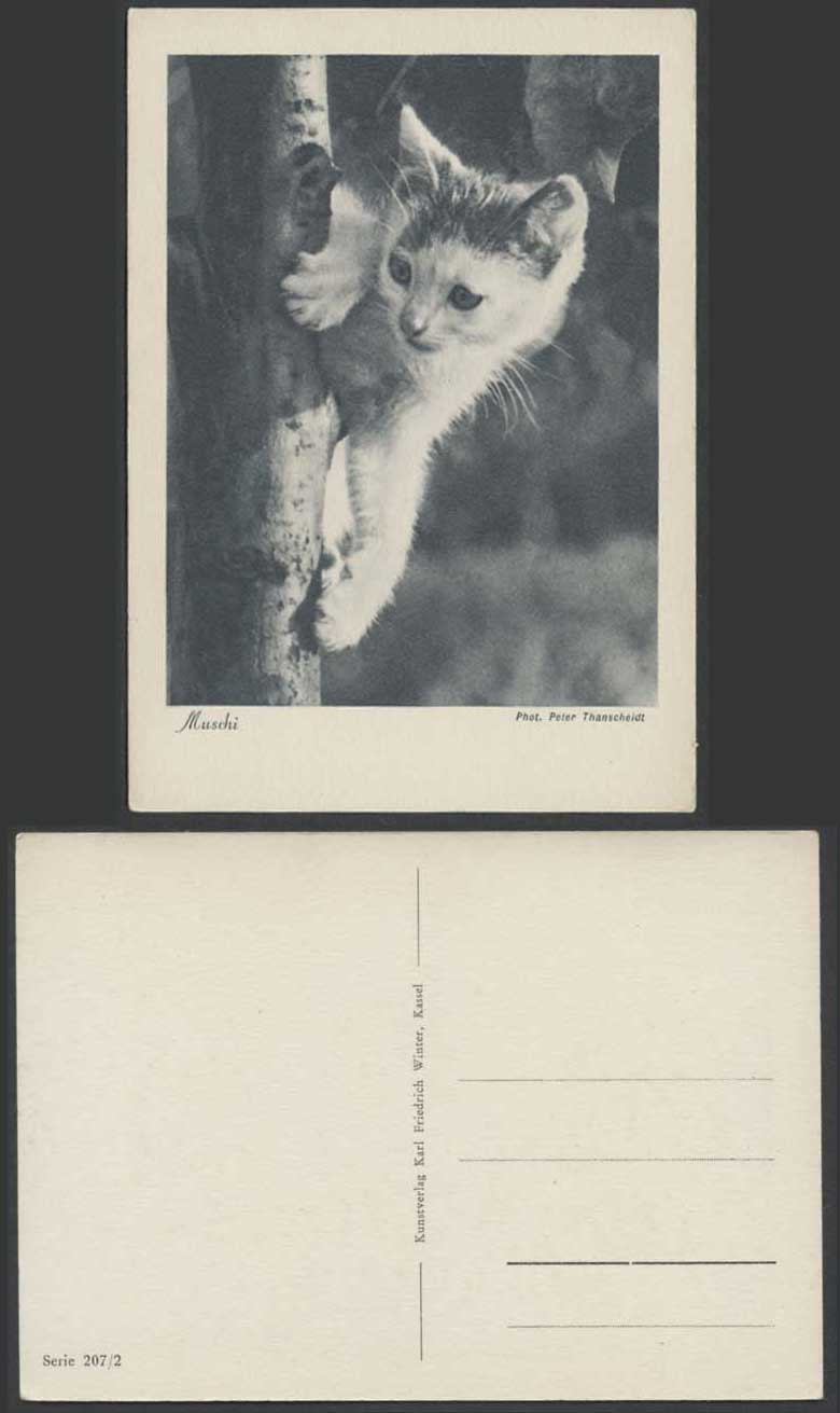 Cat Little Kitten, Tree Trunk Old Larger Postcard Muschi Phot. Peter Thanscheidt