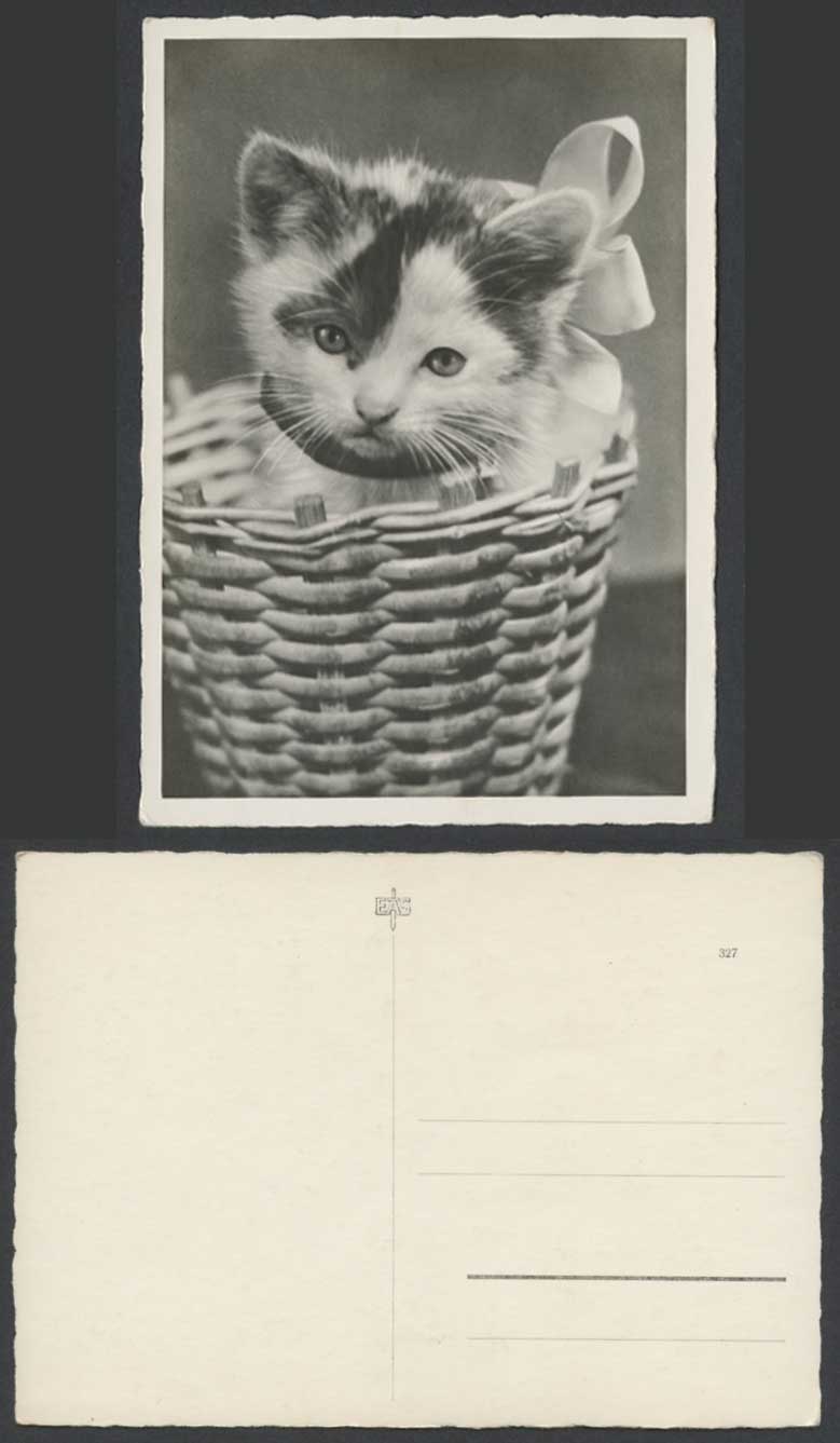 Cat Little Kitten in Basket Pet Animal Old Larger Real Photo German Postcard EAS
