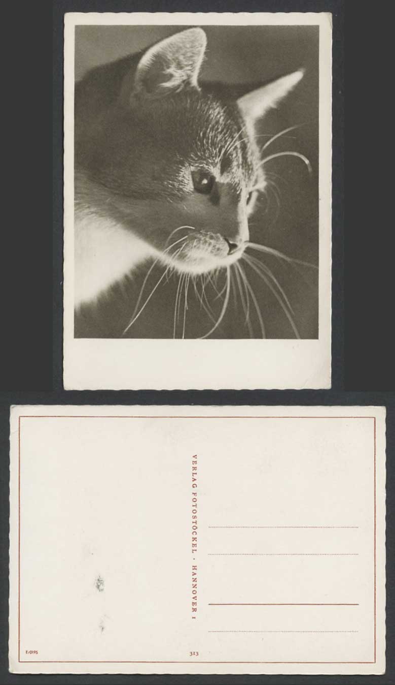 Head of a Cat Kitten Pet Animal Old Larger Postcard Verlag Fotostoeckel Hannover