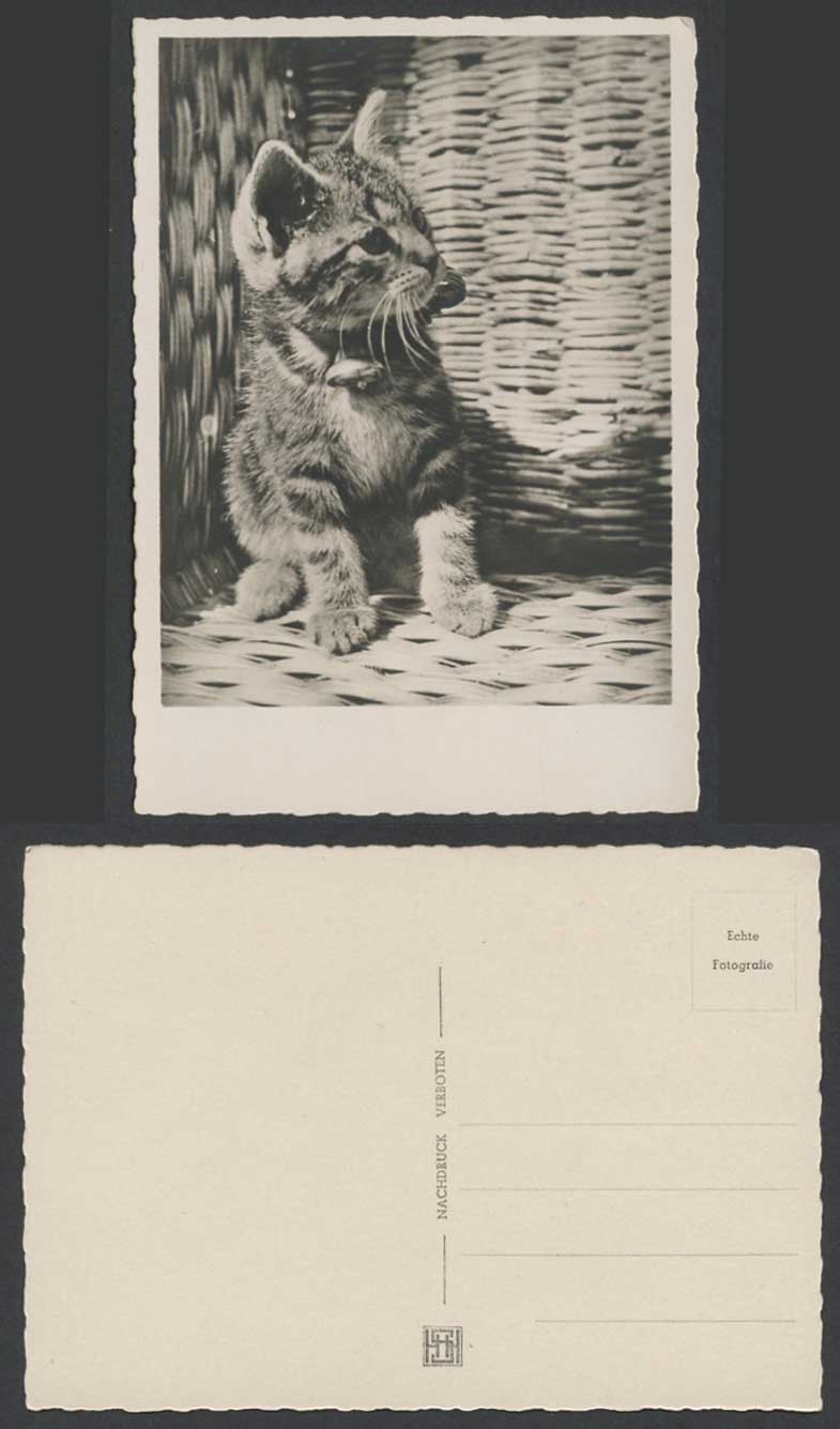 A Cat Little Kitten, Basket Pet Animal Old Larger Real Photo Postcard Photograph