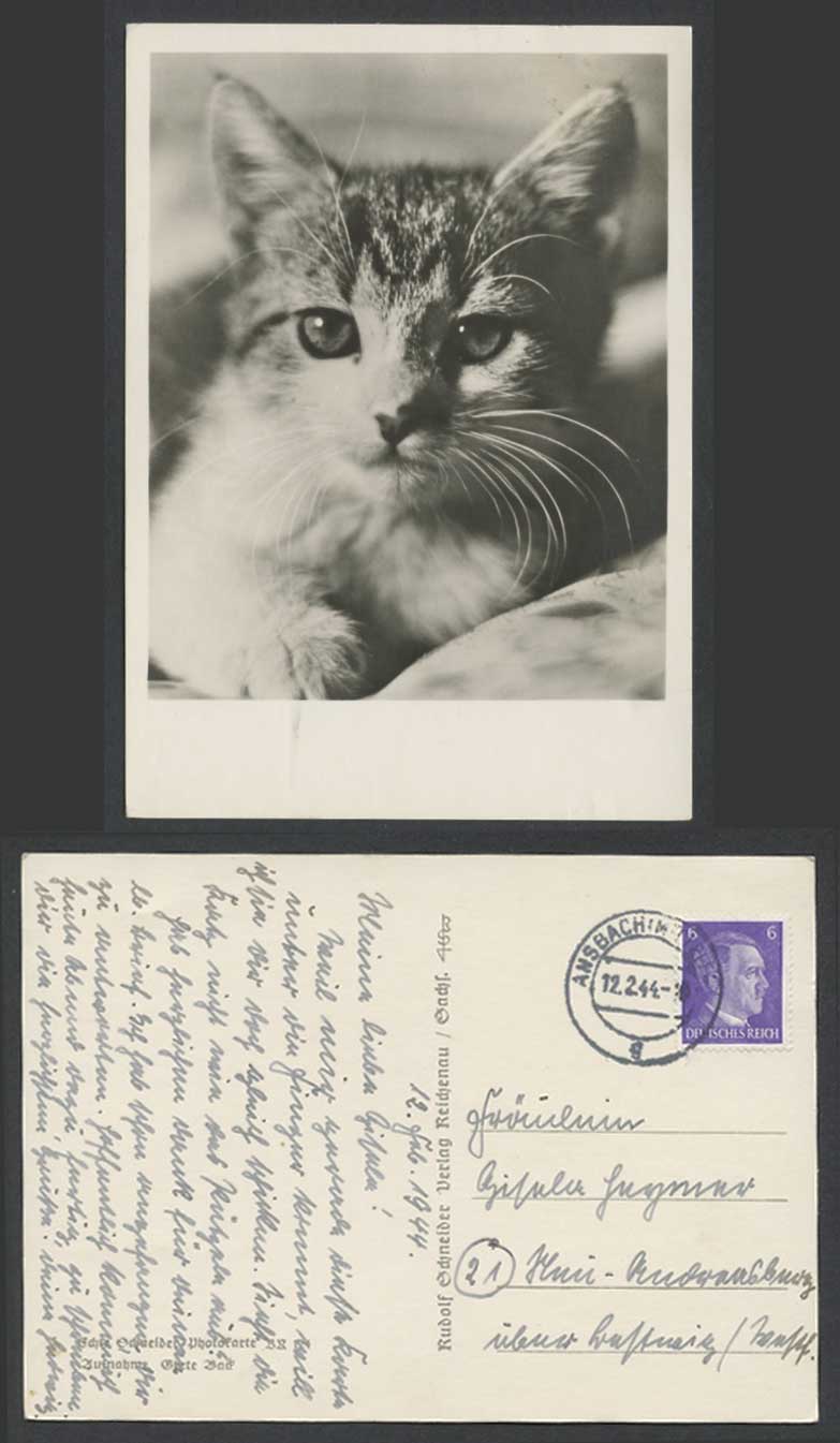 Beautiful Cat Cute Kitten Hittler 6pf 1944 Old Larger Real Photo German Postcard