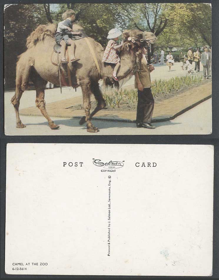 Bactrian Camel at The Zoo, Children Girl Boys Riders Riding Old Colour Postcard