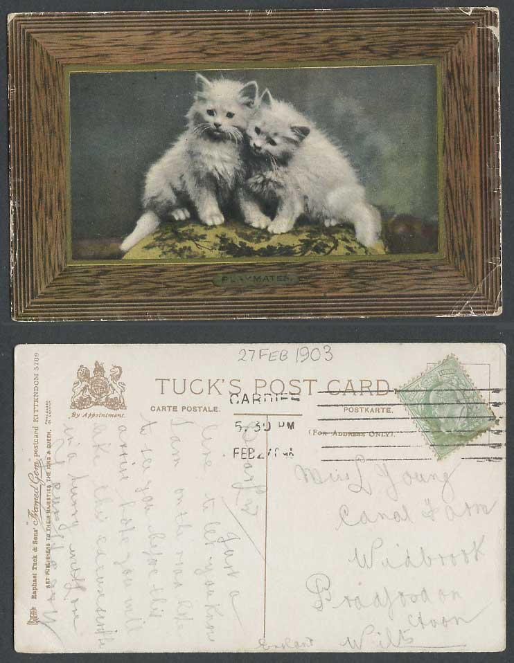 Cat Kitten Cats Kittens Playmates Pet Animals 1903 Old Postcard Tuck's Kittendom