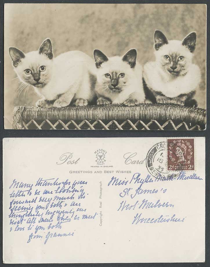 Siamese Cats Kittens QE2 2d 1955 Old Real Photo Postcard Pets Animals Cat Kitten
