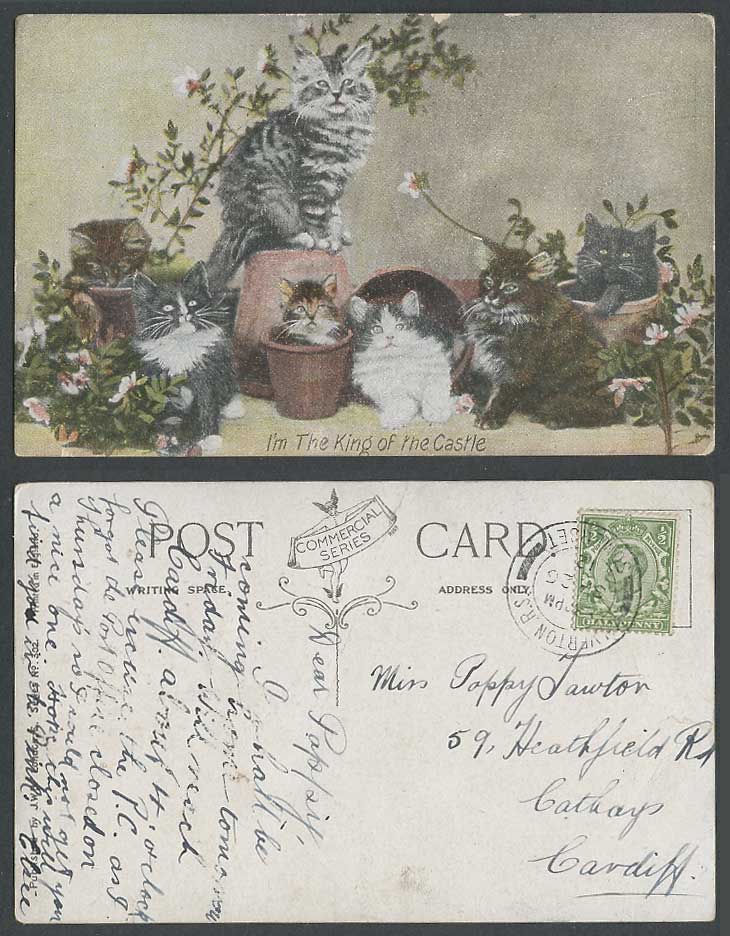 Cats Kittens, I'm King of the Castle 1912 Old Colour Postcard Flowers Pots, Pets