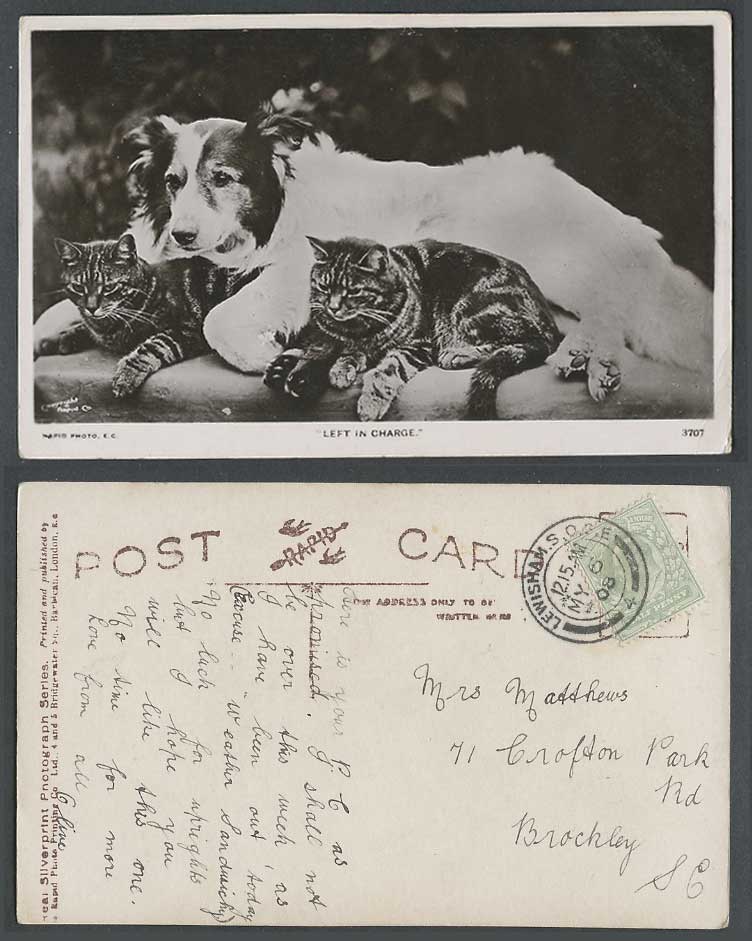 Cats Kittens Shepherd Dog Left in Charge 1908 Old Real Photo Postcard Cat Kitten