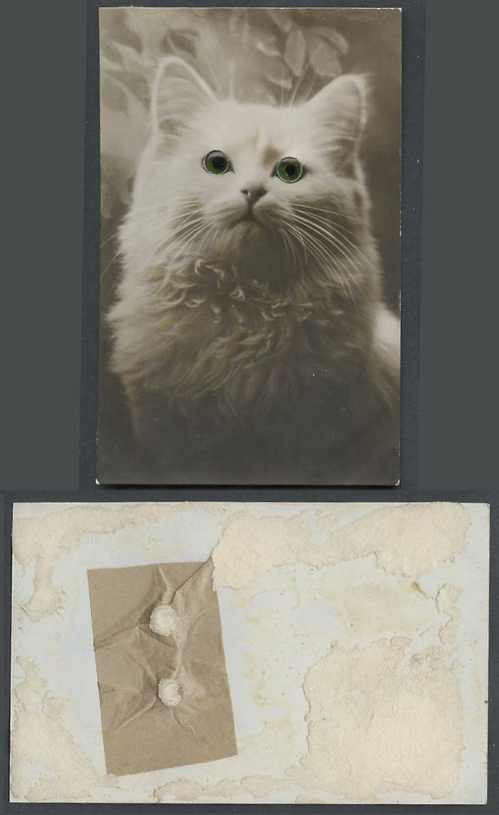 Persian Cat Kitten with Green Glass Eyes Animal Novelty Old Real Photo Postcard