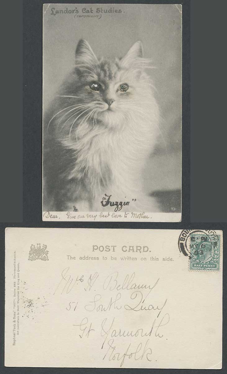 Persian Cat Kitten, Green Glass Eyes Removed 1903 Old Tuck's ART Postcard Landor