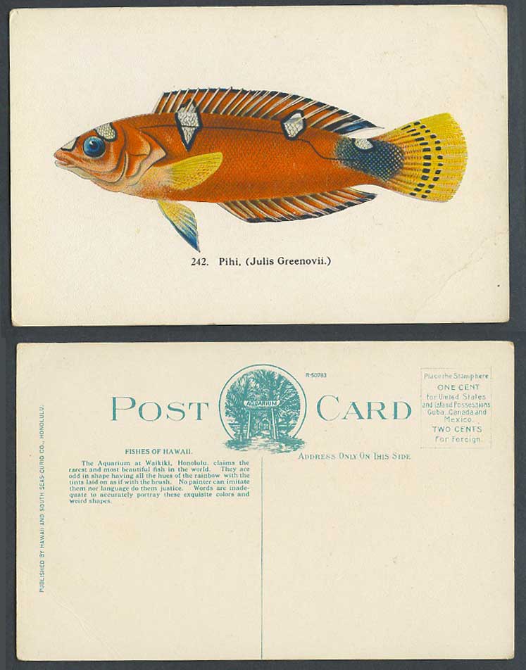 Fish Pihi, Julis Greenovii, Aquarium at Waikiki Honolulu Hawaii USA Old Postcard