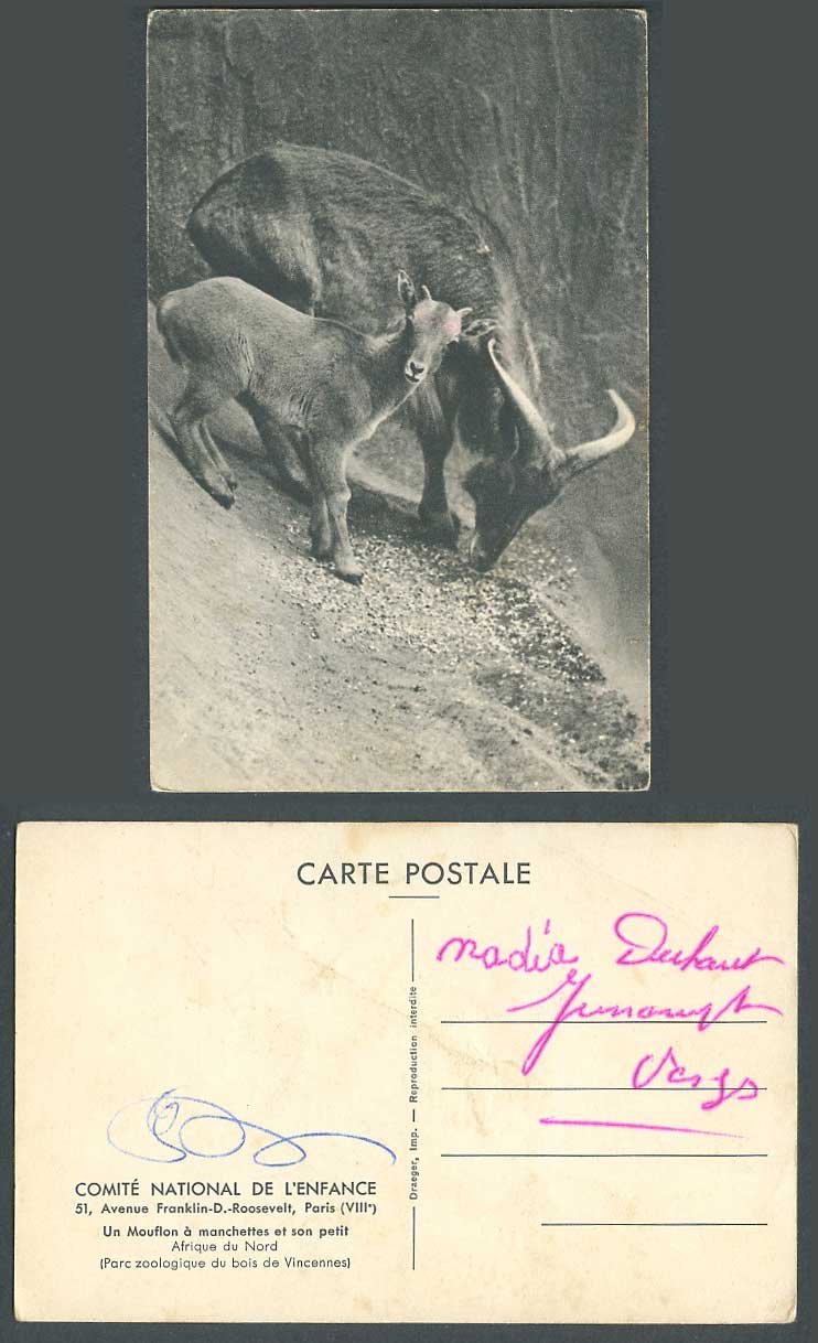 MOUFLON Mountain Goats, North Africa, Bois de Vincennes Zoo Animals Old Postcard