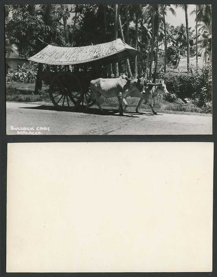 Malacca Native Malay Double Bullock Cart Old Real Photo Postcard Palm Trees Oxen