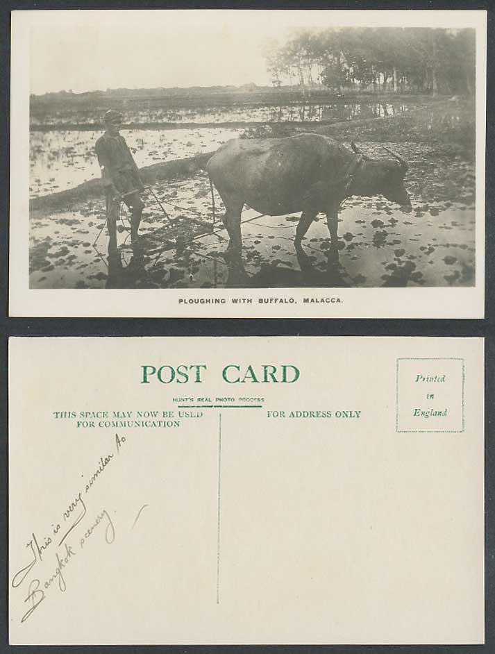 Malacca Old Real Photo Postcard Native Farmer Ploughing with Buffalo Paddy Field