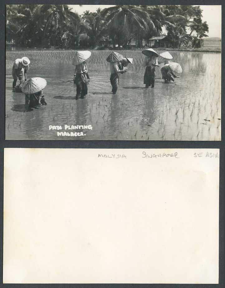 Malacca Old Real Photo Postcard Padi Planting Native Farmers in Paddy Field Hats