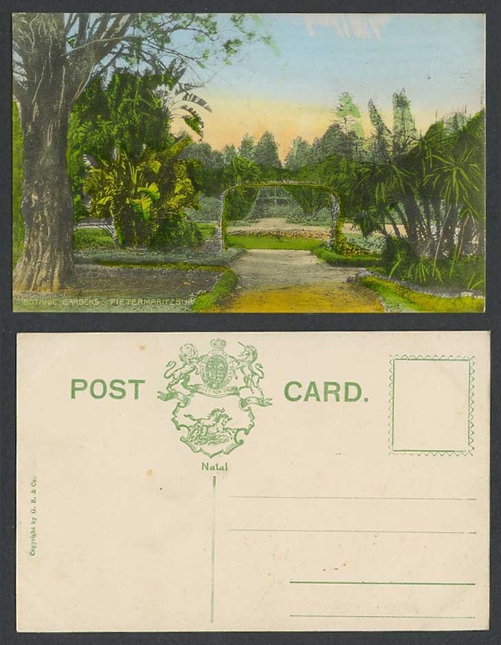 South Africa Old Colour Postcard Pietermaritzburg Botanic Gardens Botanical Gdn.