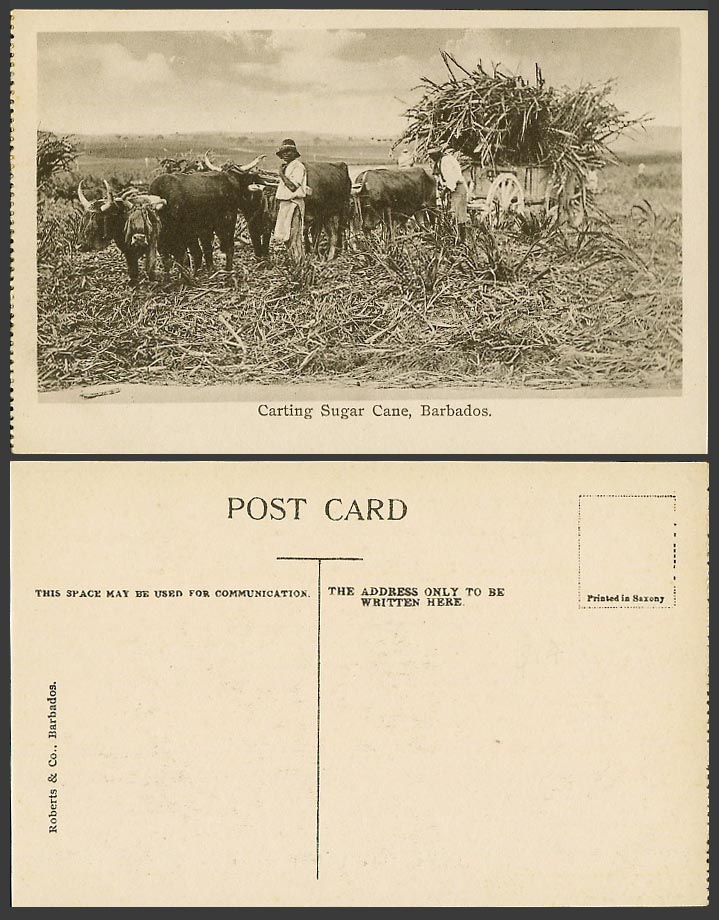 Barbados Old Postcard Carting Sugar Cane Sugarcane, Native Farmers & Cattle Cart
