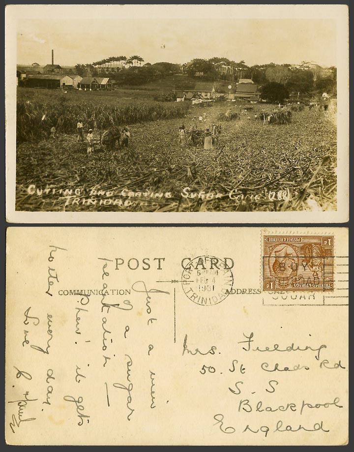 Trinidad 1931 Old Real Photo Postcard Cutting Carting Sugar Cane, Native Farmers