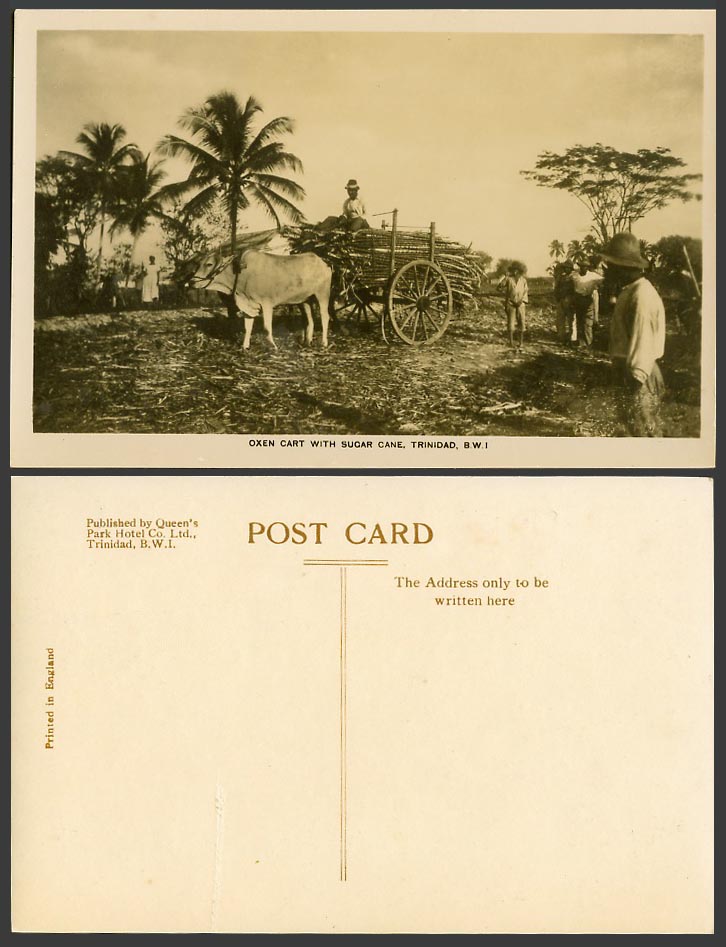Trinidad Old Real Photo Postcard Oxen Cart with Sugar Cane Native Farmers B.W.I.
