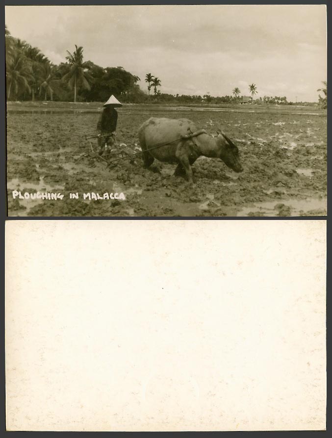 Malacca Old Real Photo Postcard Ploughing in Malacca, Malay Farmer Water Buffalo