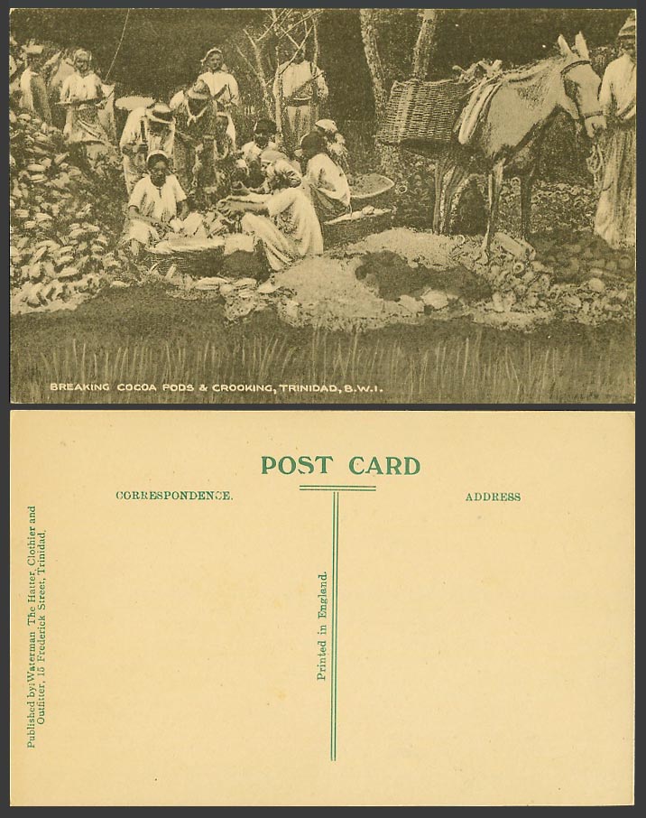 Trinidad Old Postcard Native Workers Breaking Cocoa Pods and Crooking Donkey BWI