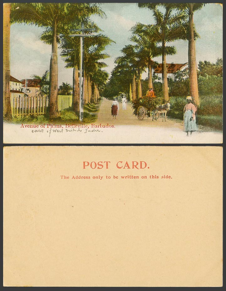 Barbados Old UB Postcard Avenue of Palms Belleville Palm Tree Street Donkey Cart