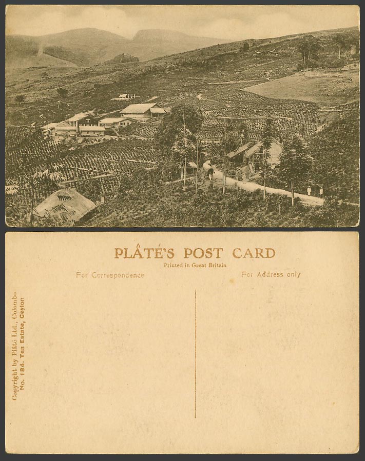 Ceylon Old Postcard Tea Estate, Mountains Hills Panorama Street Scene, Plate 184
