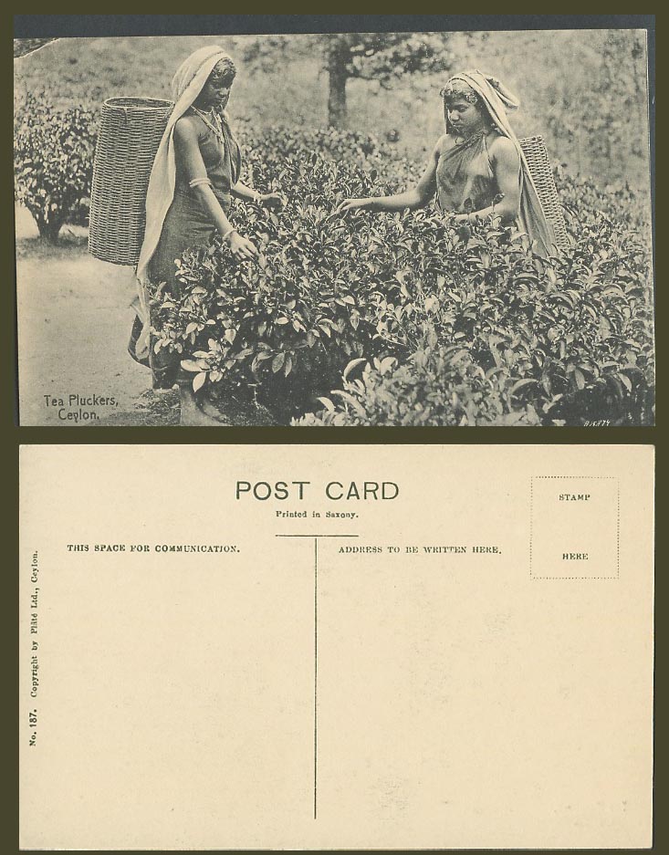 Ceylon Old Postcard Native Women Girls Pluckers Plucking Teas, Baskets on back