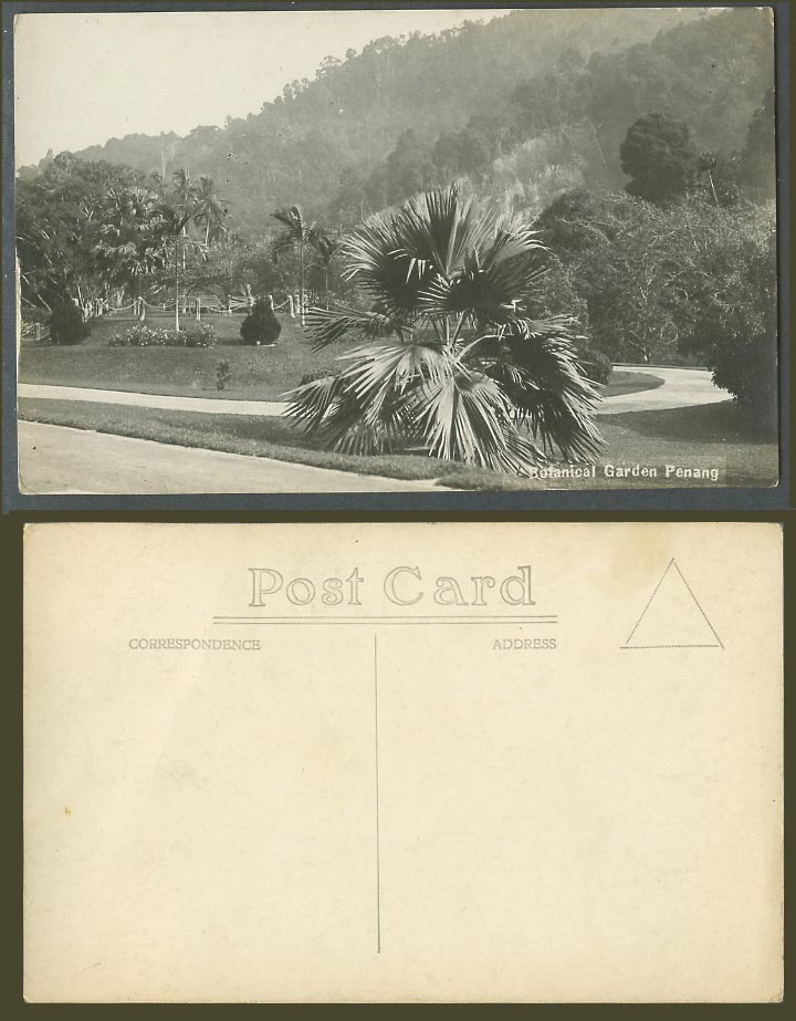 Penang Old Real Photo Postcard Botanical Garden Botanic Gardens, Palm Trees Hill