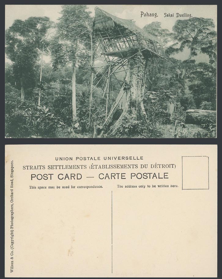 Pahang c1910 Old Postcard Sakai Dwelling Native Treehouse Tree House Ethnic Life