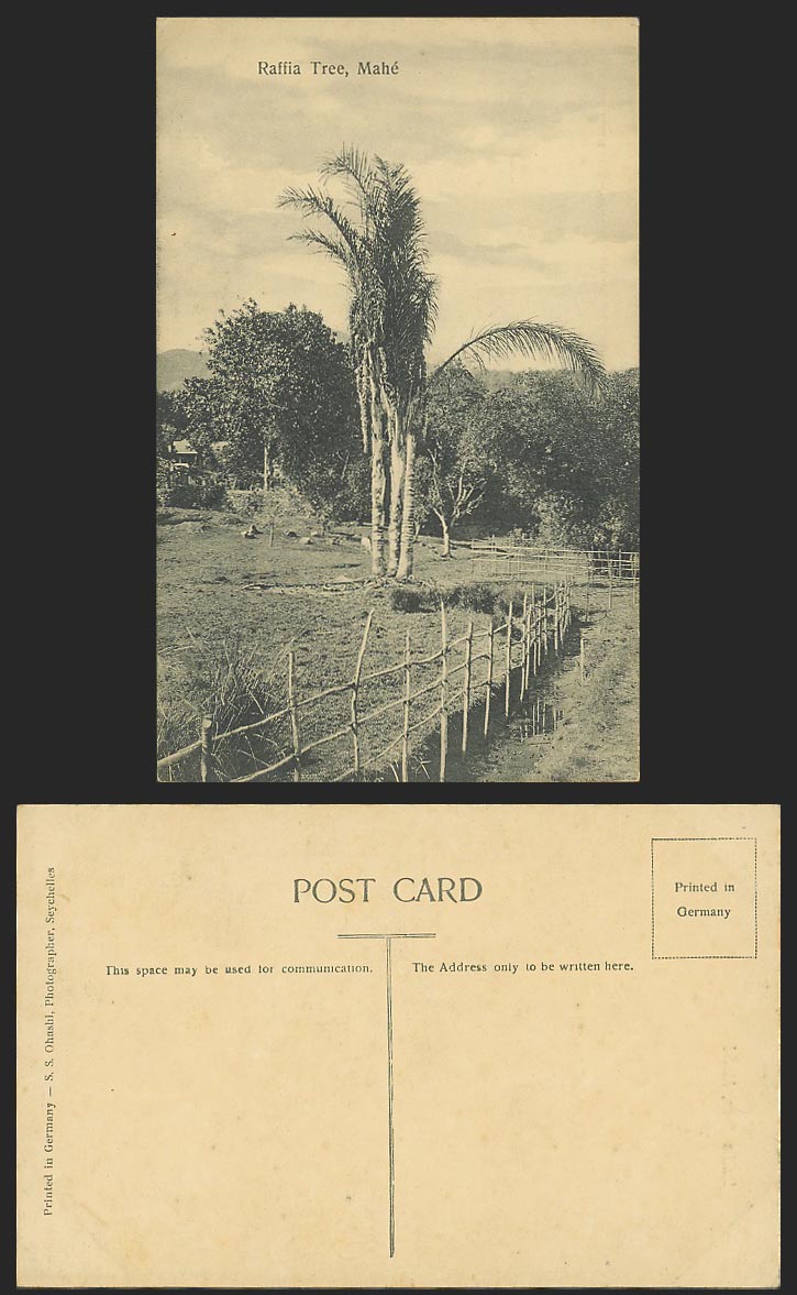 Seychelles Old Postcard Mahe Mahé, Raffia Tree Trees, S. S. Ohashi Photographer