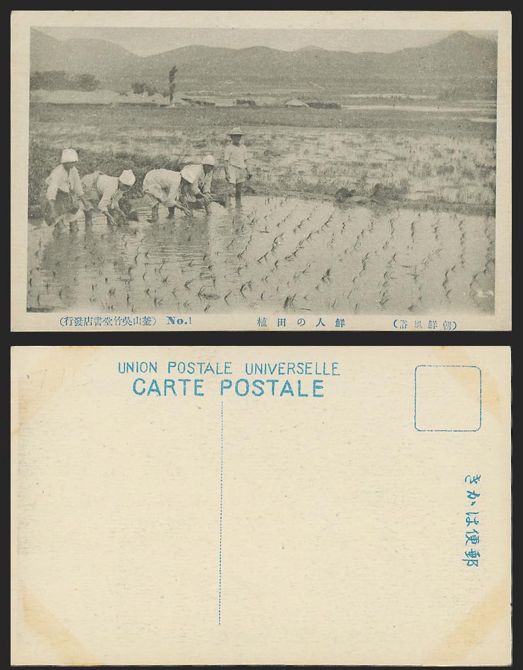 Korea Old Postcard Native Korean Farmers Working in Paddy Field, Chosen 朝鮮 鮮人之田植