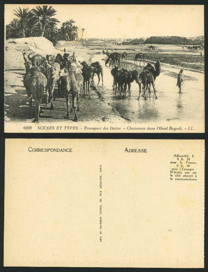 CAMELS Old Postcard Chameaux Oued Bayech - Dattes Dates