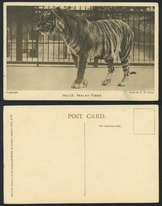 MALAY TIGER London Zoo Animal by F.W. Bond Old Postcard