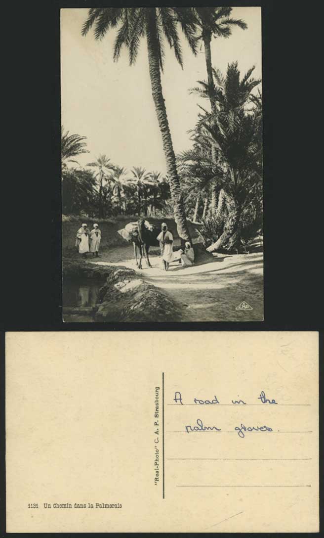 Algeria Old Real Photo Postcard Oasis Camel Palm Trees, Chemin dans la Palmeraie